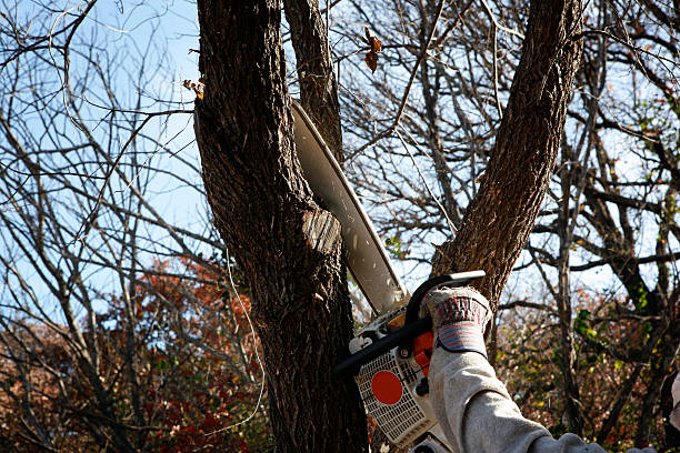 Best Emergency Tree Removal  in Cherry Hill Mall, NJ