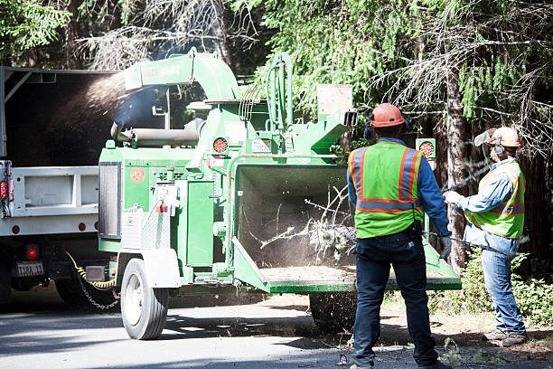 Best Root Management and Removal  in Cherry Hill Mall, NJ