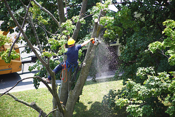 How Our Tree Care Process Works  in  Cherry Hill Mall, NJ