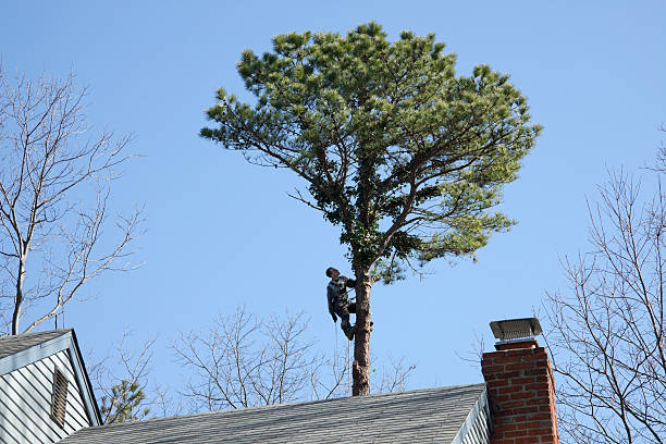 Best Utility Line Clearance  in Cherry Hill Mall, NJ