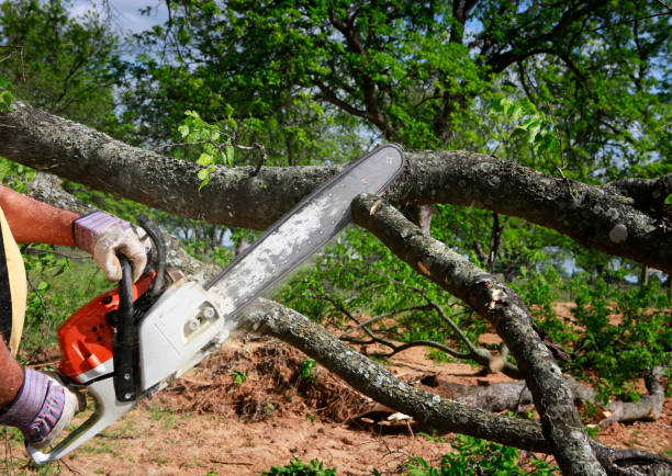 Best Lawn Irrigation Installation and Maintenance  in Cherry Hill Mall, NJ