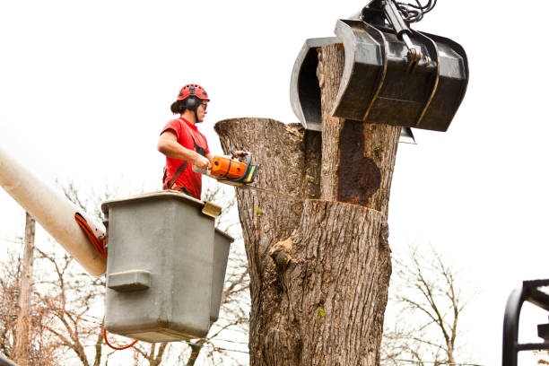 Reliable Cherry Hill Mall, NJ Tree Services Solutions